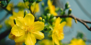 Lịch nghỉ Lễ Tết năm 2021 của Phòng Lãnh sự Đại sứ quán Trung Quốc tại Việt Nam